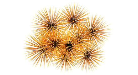Fototapeta premium Abstract cluster of golden spiky starbursts or sea urchins, isolated on transparent background, representing energy, explosion, or organic growth