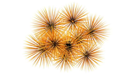 Abstract cluster of golden spiky starbursts or sea urchins, isolated on transparent background, representing energy, explosion, or organic growth