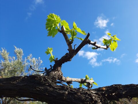 Nuevas hojas en el parr&oacute;n, brotes verdes