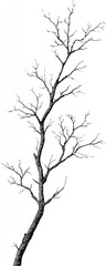 Detailed black and white drawing of a bare tree trunk and branches