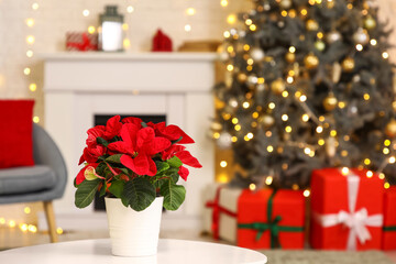 Beautiful flower poinsettia on table in Christmas decorated room. Closeup