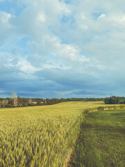 Expansive wheat field beneath a cloudy blue sky