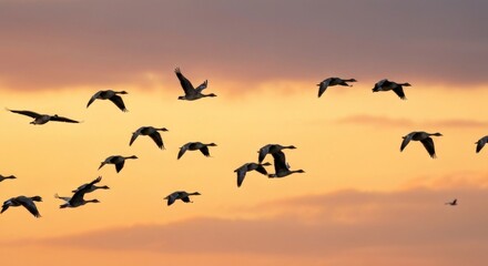 Obraz premium A flock of geese soars through a soft, golden sunset