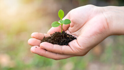 A small plant seedling with soil held gently in human hands, symbolizing new life, growth, and care for the environment.