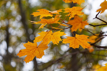 Golden colored maple leaves in autumn