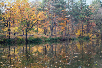 Yellow autumn trees reflect on the surface of the lake