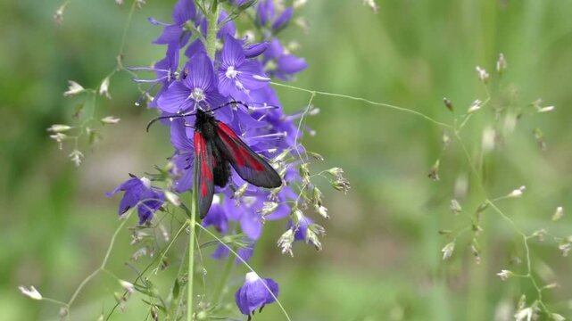 A sixspot burnet moth rests on a vibrant purple flower in a field