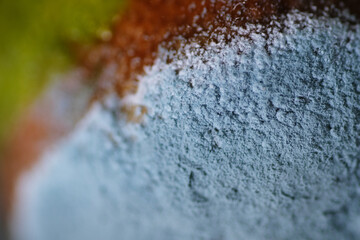 Citrus powdery mildew is a fungal disease