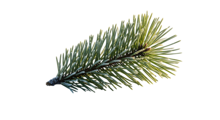 Closeup of a vibrant green pine tree branch isolated on transparent background, showcasing its intricate needle details and natural beauty in high resolution