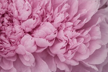 Pink Peony Flower Close-Up &ndash; Soft Petals and Floral Texture