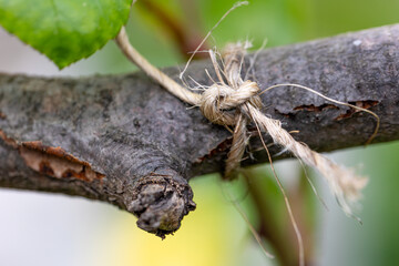 Twine rope knot tying branch for support