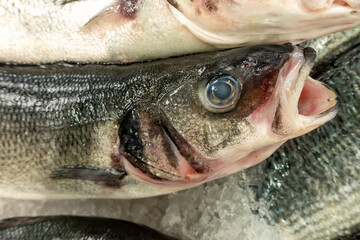 Fresh sea bass chilling on ice at market