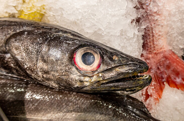  Eye and head of a fresh hake (Merluza) fish on ice for sale