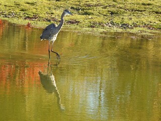 A great blue heron, wading through the wetland water, in search of prey to eat. Colorful, autumn reflections upon calm water. Bombay Hook National Wildlife Refuge, Kent County, Delaware.   