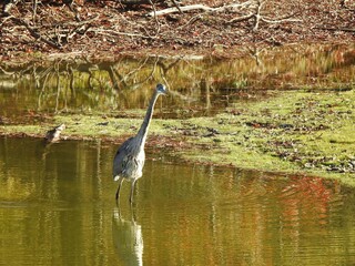 A great blue heron, wading through the wetland water, in search of prey to eat. Colorful, autumn reflections upon calm water. Bombay Hook National Wildlife Refuge, Kent County, Delaware.   