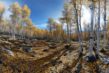 Golden Tranquility: A Sunlt Symphony of Aspen Grovesin Autumn