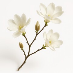 Fototapeta premium Magnolia branch with soft pink white blossoms isolated on pure white background with subtle shadow and high botanical detail for design