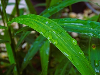 Morning dew that is retained on red ginger leaves.