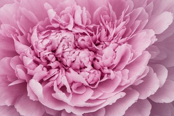 Fototapeta premium Pink Peony Flower in Full Bloom – Detailed Floral Macro