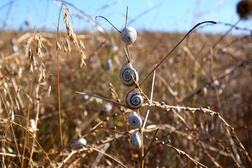 Several snails gathered on the grass in an oat field in summer. A European snail species with round shells.