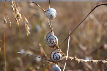 Several snails gathered on the grass in an oat field in summer. A European snail species with round shells.