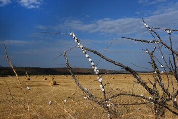 A group of snails gathered on a branch against the backdrop of a blue sky and a field of straw sheaves. A European snail species with round shells.