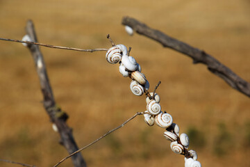 A group of round snails clings to a branch against the backdrop of a straw field. A European species of snail with round shells.