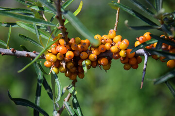 Bright orange sea buckthorn berries on a green-leafed bush on a sunny day in the garden. Close-up photo with selective focus. (Hippohae)