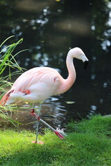 pink flamingo near the river 