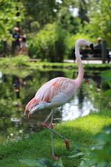 pink flamingo in the zoo
