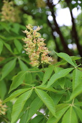 blossoming chestnut tree in bloom