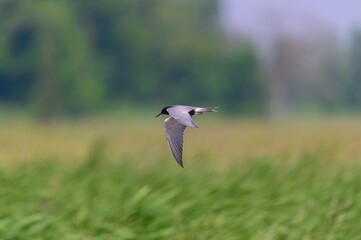 Black Tern Flying in Shiawassee National Wildlife Refuge, near Saginaw, Michigan.