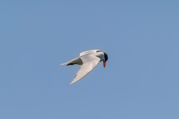 Caspian Tern Flying over Shiawassee National Wildlife Refuge, near Saginaw, Michigan.