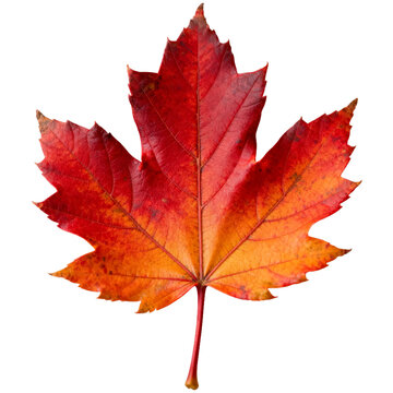 A single maple leaf displaying vibrant red and orange colors typical of autumn, showcasing its intricate vein structure and rich texture.