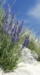 Naklejka premium Lush lavender blooms in a sunny meadow.