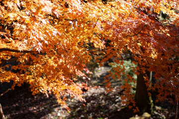 橙に染まる紅葉