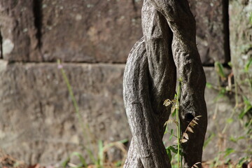 陽光を浴びて輝く藤の幹の存在感
