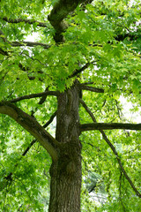 Naklejka premium tree in the forest