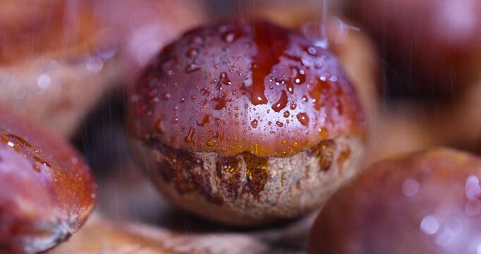 a hard edible chestnut fruit in a brown shell covered with water droplets on a wooden table, a group of wet fresh chestnut fruits with a brown shell