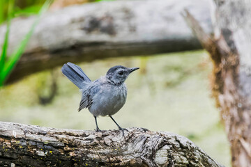 Grey Catbird In Its Natural Environment.