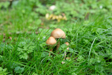 mushrooms in the grass