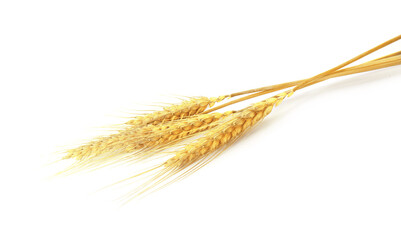 Golden ears of wheat on white background
