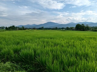 Fototapeta premium Lush green rice paddy field stretches toward distant blue mountains beneath a partly cloudy summer sky.