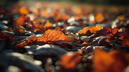 A close-up view of autumn leaves, bathed in warm sunlight, showcases the intricate patterns and vibrant colors of nature's fall display.