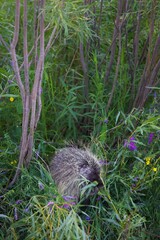 porcupine eating plants in the wood 