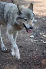 gray wolf canis lupus