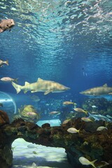 coral reef and sharks in aquarium 