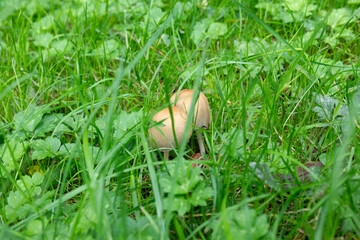 mushrooms in the grass