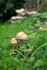 boletus edulis mushroom