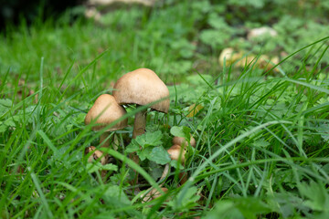 boletus edulis mushroom